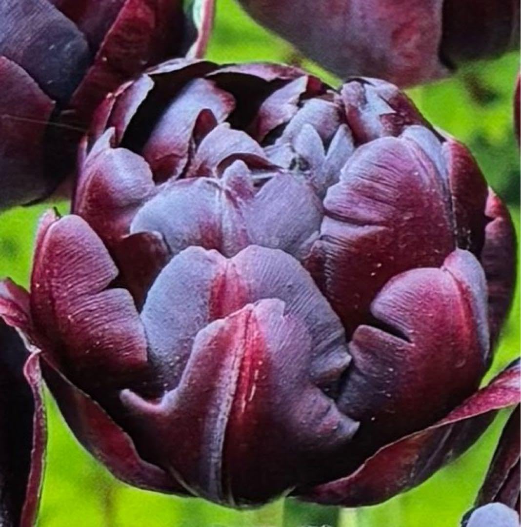 チューリップ 球根 ブラックヒーロー 3袋 ブラックヒーロー 八重咲